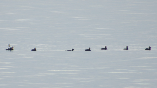 Thumbnail of Velvet Scoter